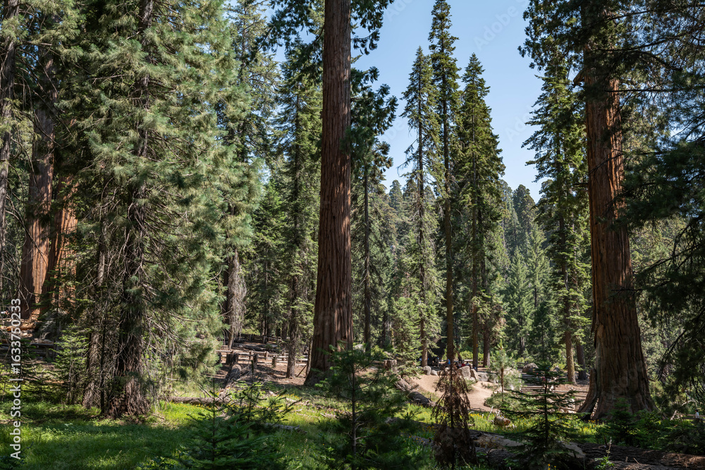 Obraz premium Sequoiadendron giganteum (giant sequoia, giant redwood, Sierra redwood or Wellingtonia) is a species of coniferous tree. General Sherman Tree Trail, Sequoia National Park, California. Sierra Nevada