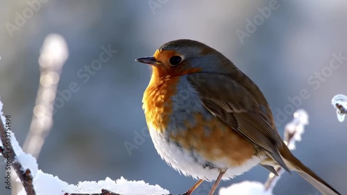 Robin perched on snowy branch in winter scene detailed bird photography