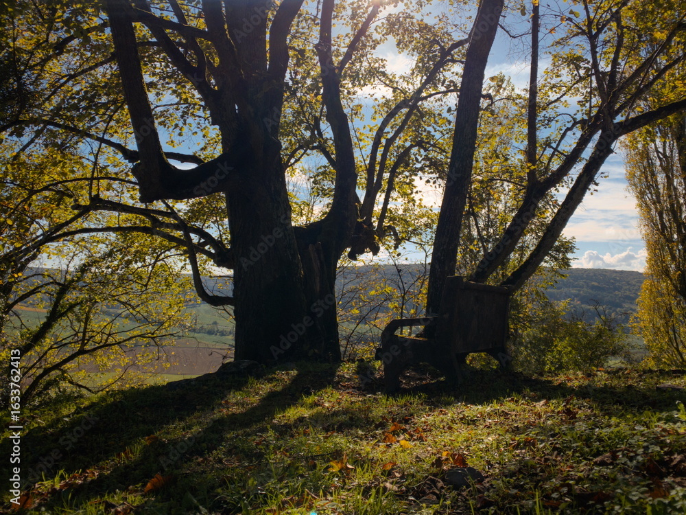 Fototapeta premium A rustic bench rests under a canopy of sunlit autumn trees, overlooking a serene valley