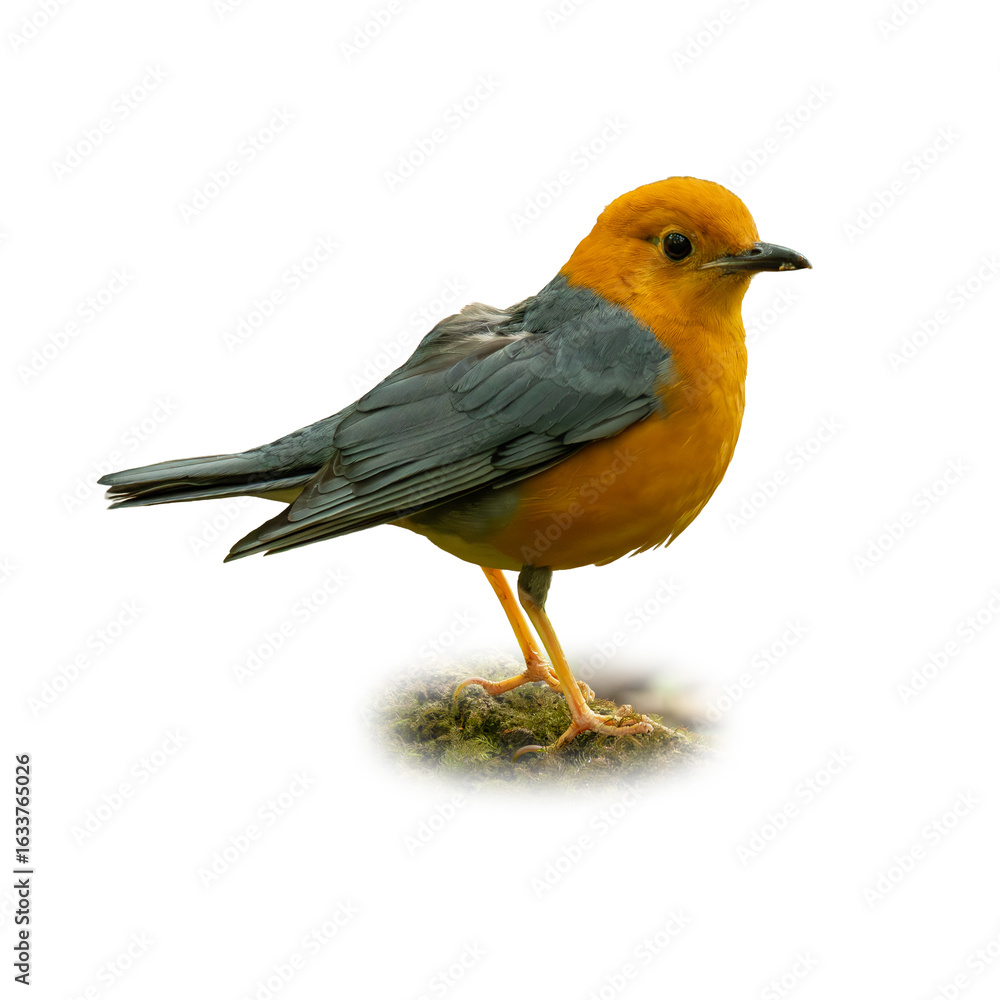 Fototapeta premium Orange-headed Thrush standing on mossy ground, showcasing its vibrant orange head and sleek grey-blue wings in perfect detail.