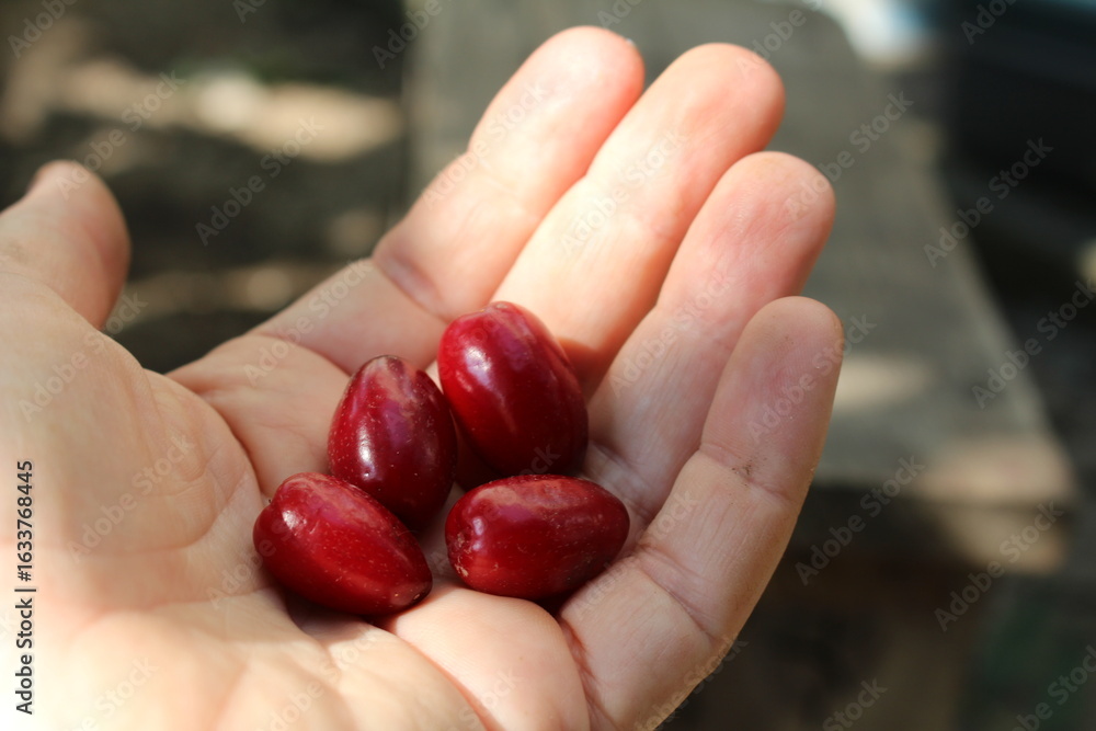 Dogwood season in my hand - a magnificent and useful berry. Dogwood season in my hand - a magnificent and useful berry.