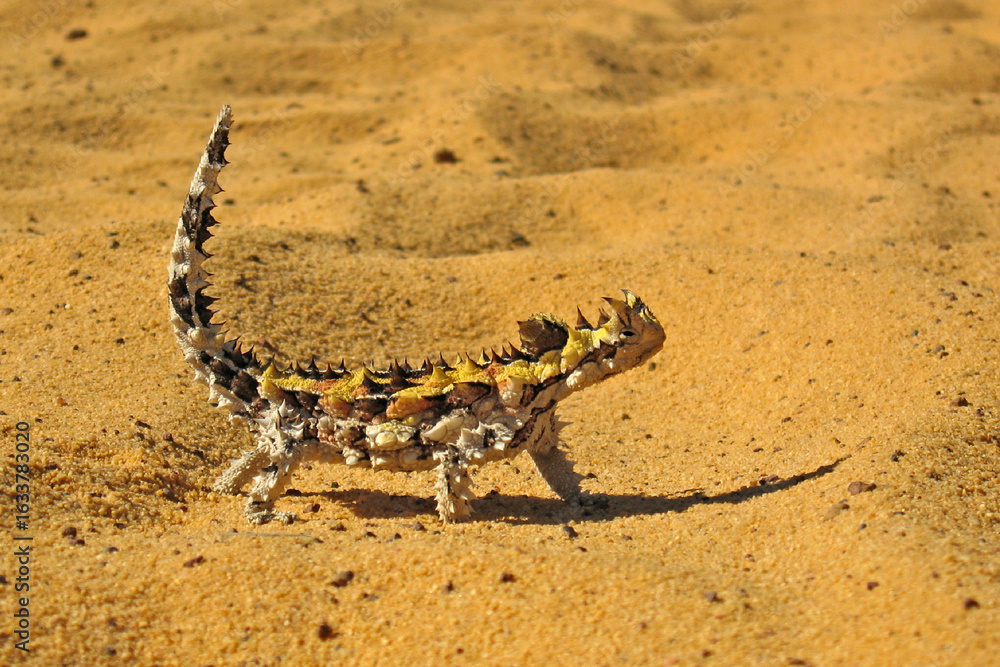 Obraz premium Thorny devil lizard standing in the Western Australian desert