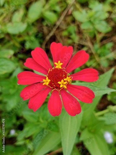 Close-up of a red zinnia flower in bloom