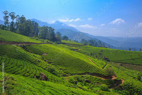 Beautiful Tea Plantation in Munnar, Kerala