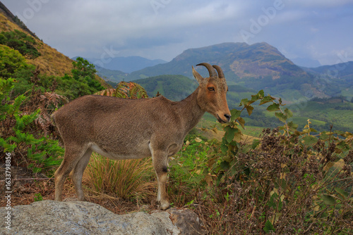 Nilgiri tahr - photographed in Eravikulam National Park (Kerala)