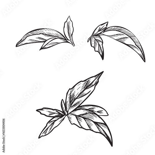 Oregano, Marjoram or Melissa Leaves set vector illustration in vintage botanical style. Hand drawn graphic black and white sketch of aromatic culinary and medicinal herb. For product packaging