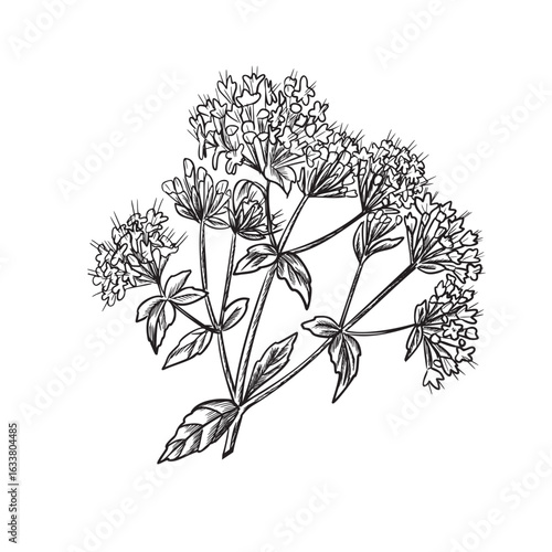 Oregano flowers graphic illustration. Marjoram inflorescence. Hand drawn black and white sketch of aromatic culinary and medicinal herb. For product packaging, kitchen designs, apothecary labels.