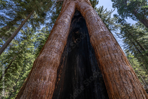 General Grant Grove, Kings Canyon National Park, The western slopes of the Sierra Nevada mountain range of California. Sequoiadendron giganteum (giant sequoia, giant redwood, Sierra redwood