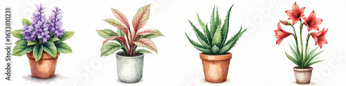 Watercolor Potted Plants: Aloe, Hyacinth, Amaryllis, Home Decor Botanical Illustrations