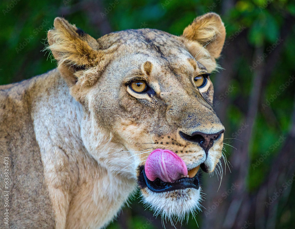 Naklejka premium Playful lioness with tongue out captured in vivid jungle setting during daylight nature photo session
