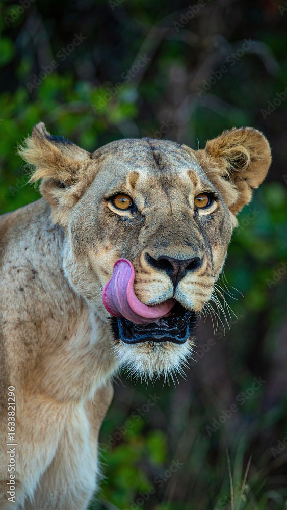 Obraz premium Vertical portrait of a lioness mid lick tongue out funny wildlife animal photo in green forest