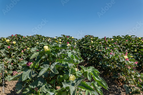Quadro em tela Gossypium hirsutum, upland cotton or Mexican cotton, is the most widely planted species of cotton in the world