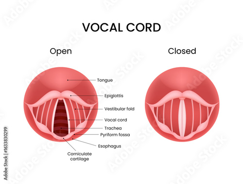 Vocal Cord Anatomy Open vs Closed