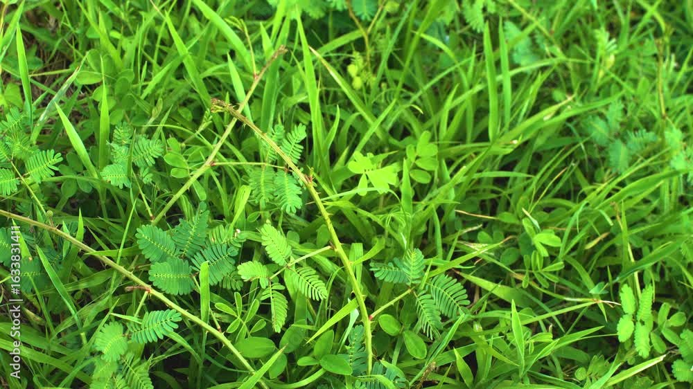 Planta vergonzosa