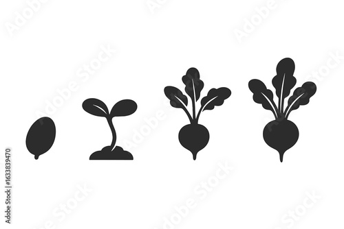 Radish Growth Stages Vector Icons Set. Solid Filled Illustration of Radish Plant Life Cycle Showing Seed, Sprout, Seedling, Small Immature Radish and Mature Vegetable Isolated Clipart