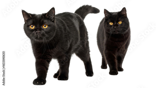 British shorthair cats are known for their charming personalities and striking appearance. These two black cats showcase their playful nature
