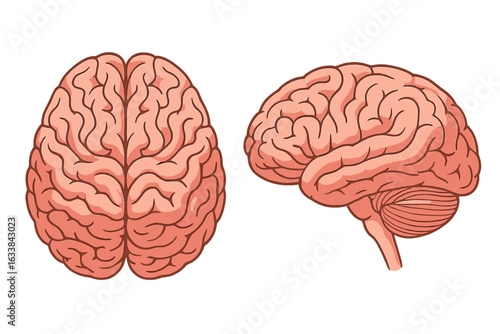 Human brain vector illustration. Top and side (lateral) view, realistic anatomy, pink gyri sulci folds. Medical science education, neuroscience, biology, anatomy diagram, cognitive health, isolated