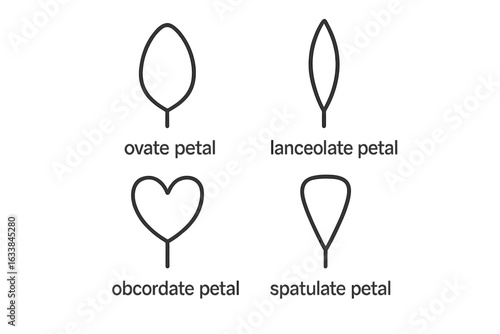 Botanical Petal Shape Outline Icon Set. Ovate, Lanceolate, Obcordate, Spatulate Petal Forms. Minimalist Vector Illustration for Plant Morphology, Botany, Biology, Herbarium, Flower Identification
