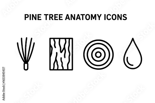 Pine tree anatomy outline icons collection. Set of vector symbols showing pine needles bundle, bark texture pattern, tree cross-section rings, pine resin drop. Black linear forest element illustration