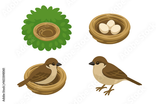 Sparrow nesting life cycle vector set. Isometric sparrow bird breeding, shrub nest building, bird incubating, eggs in nest. Wildlife illustration for nature, ecology, animal behavior, ornithology.