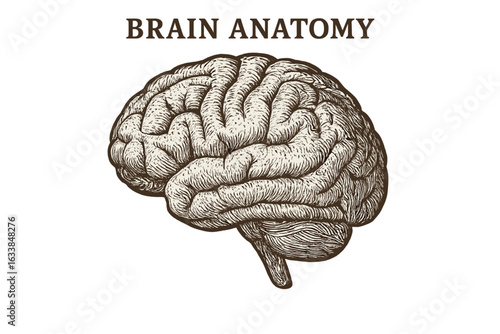 Vintage hand drawn human brain anatomy illustration, detailed sketch, medical vector, science educational diagram, neurology organ, cerebral cortex, etching style, isolated on white background