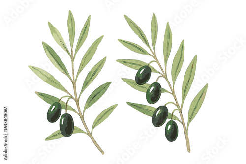 Elegant olive branches watercolor sketch vector illustration on transparent background, hand-drawn botanical design, Mediterranean nature element, organic plant art