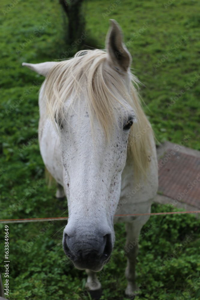 Naklejka premium Caballo blanco