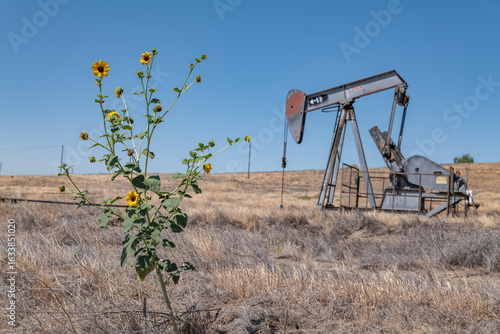 The Coalinga Oil Field is a large oil field in western Fresno County, California. Diablo Range. The common sunflower (Helianthus annuus) is large annual forb of the daisy family Asteraceae.