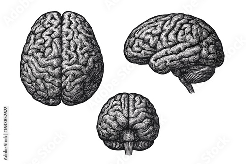 Vintage engraving human brain anatomy, three detailed projections. Medical science vector illustration, neurological system, cerebral cortex structure, biology education clipart, retro sketch