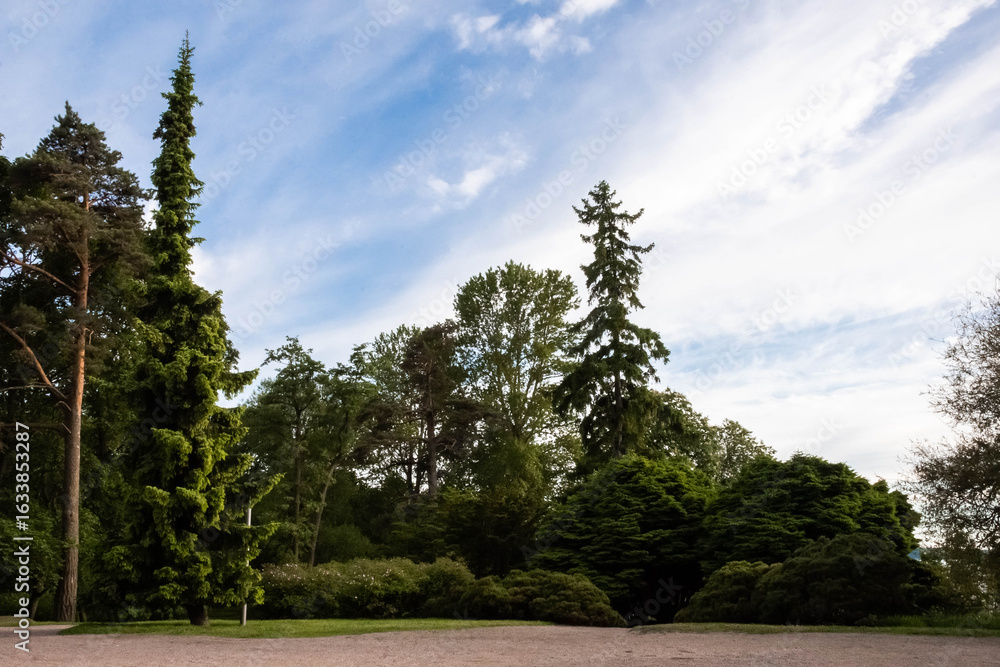 Fototapeta premium Scenic summer landscape with tall trees and blue sky for nature design