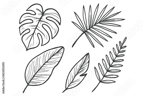 Hand drawn tropical leaves vector illustration set. Monstera, palm, banana and fern foliage sketchy line art. Jungle botanical elements. Exotic rainforest leaves graphic. Nature greenery collection
