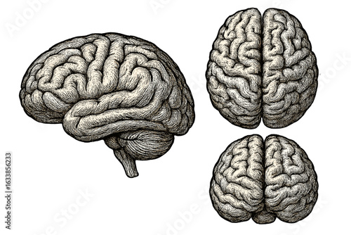 Vintage engraving human brain anatomy illustration, medical science vector, three views, left lateral, top, bottom, detailed cerebral cortex, neuroscience, psychology, biological organ, isolated