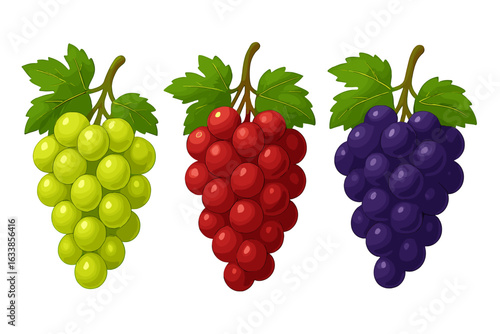 Colorful bunches of grapes set vector illustration. Green, red, purple grapes with leaves, isolated on white background. Fresh fruit harvest concept, ripe grape clusters, healthy food, viticulture