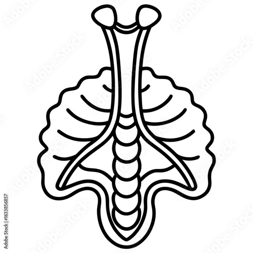 human skeleton x ray