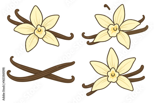 Vanilla flower and bean pod set. Artistic vector illustration of vanilla orchids and pods. Gourmet cooking ingredient, natural aroma, exotic spice, botanical design, culinary concept isolated.