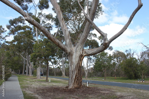 trees in the park