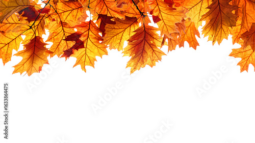 branch of colorful autumn leaves isolated on white background