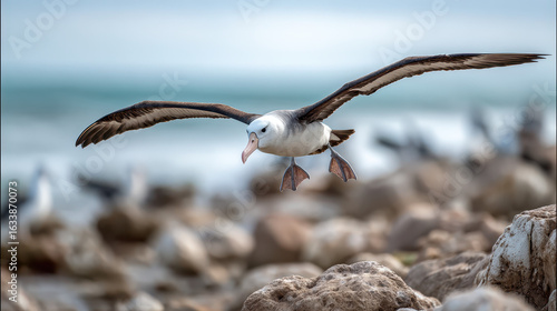 Albatross Taking Flight from Rocky Beach