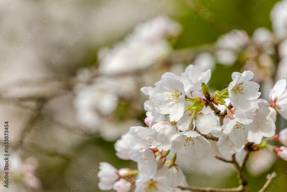 Obraz premium 満開のソメイヨシノのクローズアップ