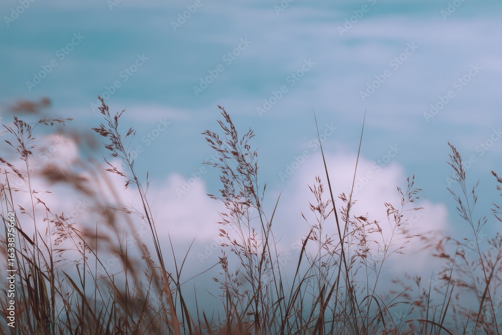 Obraz premium Windswept grass field against a cloudy sky