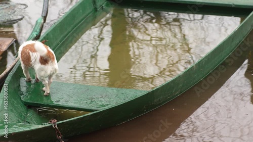 A dog explores a flooded boat on the shore of a lake.