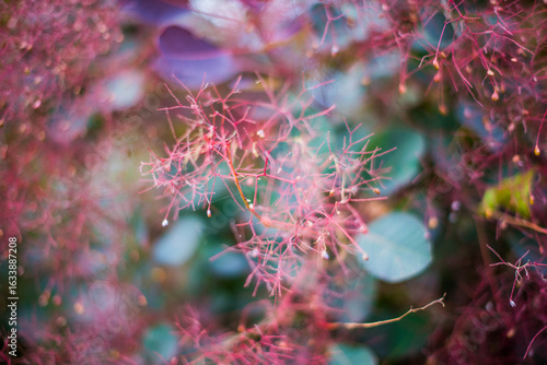 Flowering bush smoke tree of red cotinus coggygria.