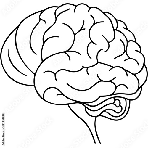 Brain with lobes shown in detailed line art drawing, isolated on white. Depiction of brain with lobes for medical illustration includes cerebral hemispheres, brainstem, and cerebellum.