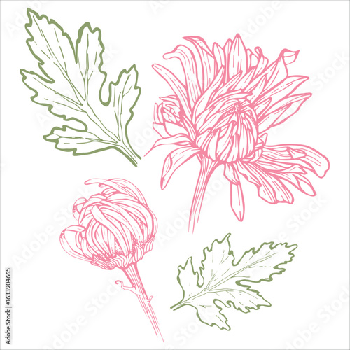 vector chrysanthemum. manually drawn graphics