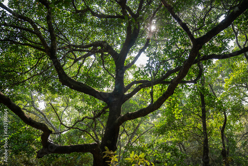 View of the sun-drenched canopy with interlaced branches and dappled light filtering through lush green leaves, Sundarban, Khulna Division, Bangladesh.