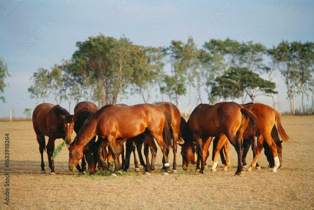 Fototapeta premium indian thoroughbred horses grazing india 