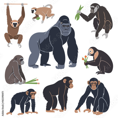 A Collection of Various Primate Species in Different Poses Illustrating Their Diverse Behavior and Natural Habitat