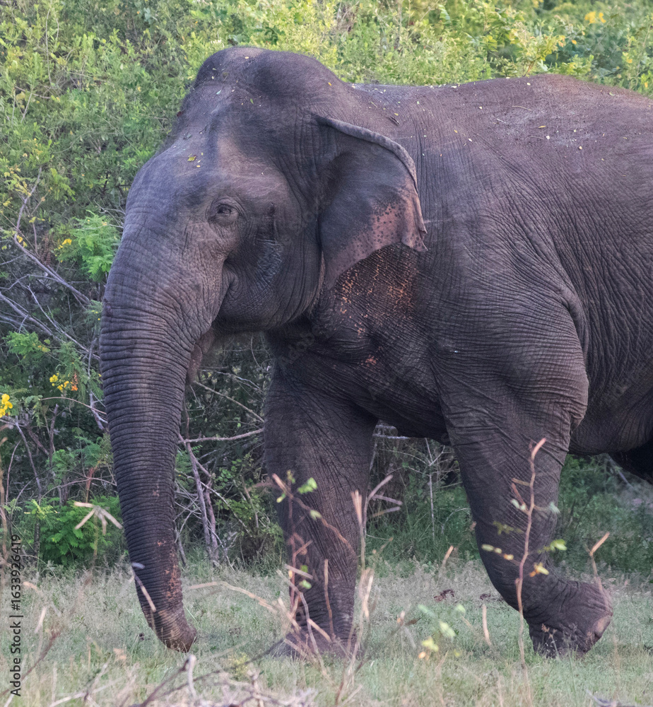 Fototapeta premium Elephant in its Habitat