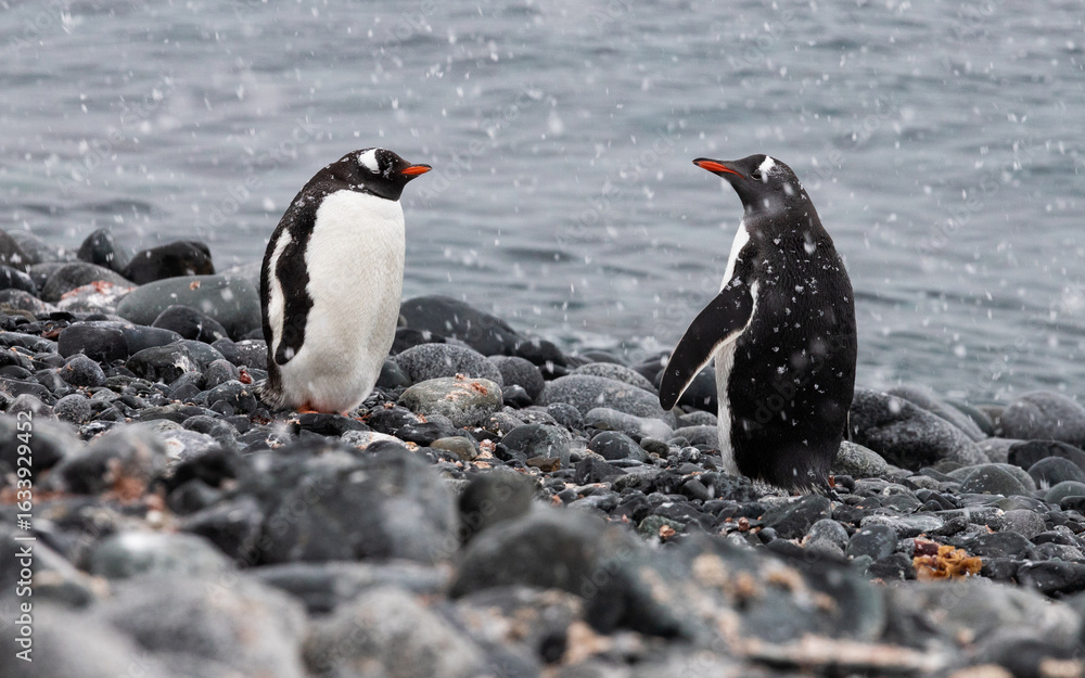 Fototapeta premium Penguins on the rocks in snow on the coast in Antarctica