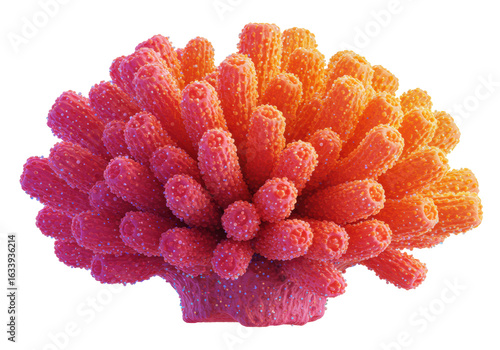 Isolated Vibrant Pink and Orange Coral Reef Formation